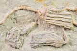 Fossil Crinoid Plate (Four Species) - Crawfordsville, Indiana #157252-2